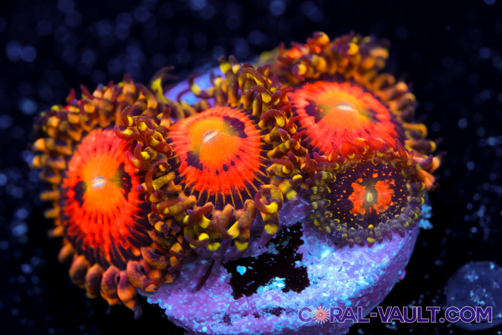 Rainbow Incinerator Zoa