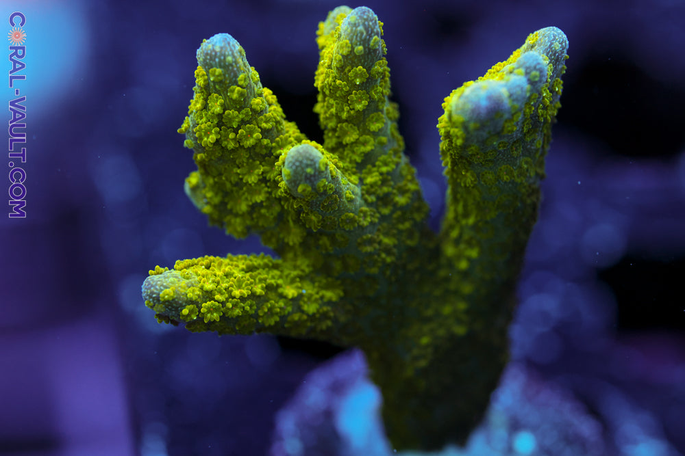 Branching Green Digi – Coral-Vault